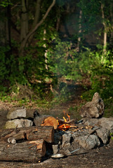fire on the nature in the hike
