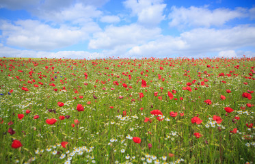 Fototapeta na wymiar Wild poppy flowers on blue sky background.