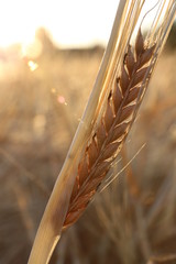 épi de blé en été