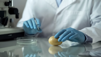 Biology researcher holding syringe for injecting preservatives in potato, gmo