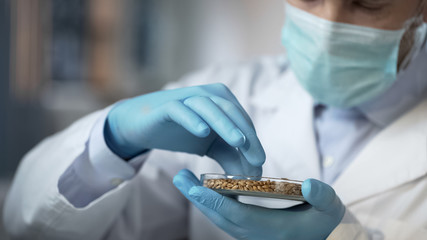 Food laboratory worker carefully checking quality of cereals harvest for export