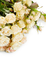 Beautiful roses isolated on white background
