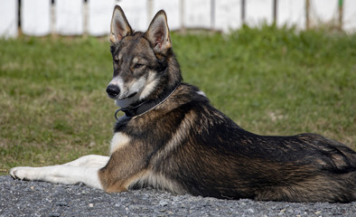 Resting siberian husky in Bronnoysund Northern Norway