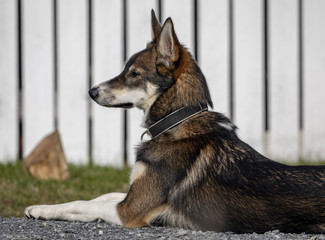 Resting sibersk dog in Bronnoysund Northern Norway