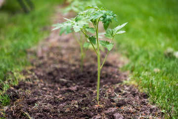 Seedling tomato plant in greenhouse garden