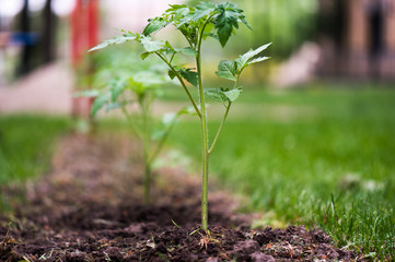 Seedling tomato plant in greenhouse garden