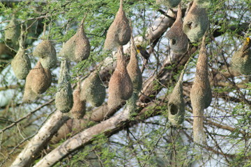 Bird Nest