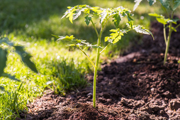 Seedling tomato plant in greenhouse garden