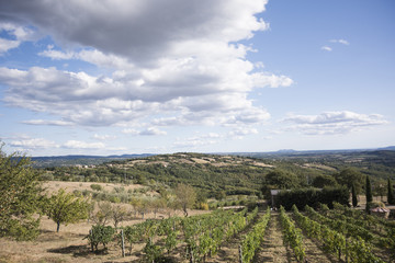 Fototapeta na wymiar closeup of a bunch of grapes in a vineyard in Italy