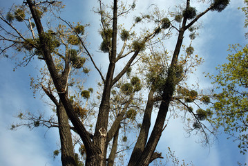 Poplar tree with young green leaves and mistletoes on top, view from ground on top, blue spring cloudy sky background