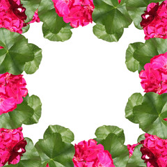 Beautiful flower frame with pink pelargonium. Isolated 