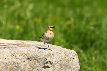 Female Northern Wheatear / Oenanthe oenanthe