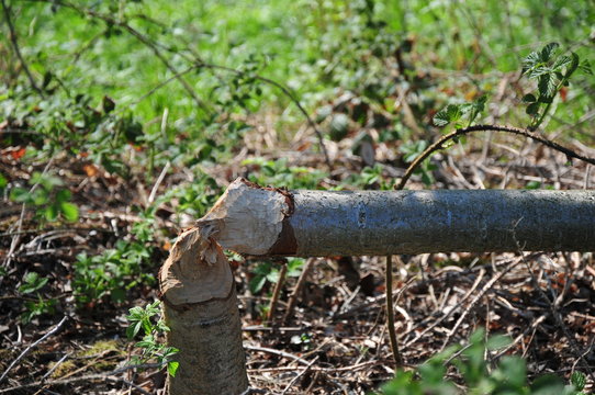 Bieber Baum