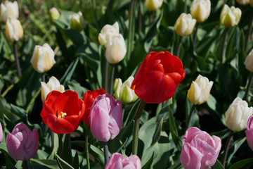 flowers tulips, spring, sun, nature, garden, flower bed