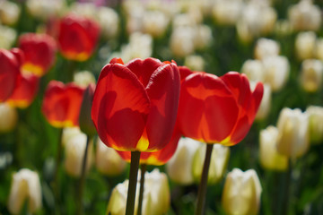 Fototapeta premium flowers tulips, spring, sun, nature, garden, flower bed
