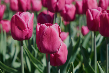flowers tulips, spring, sun, nature, garden, flower bed