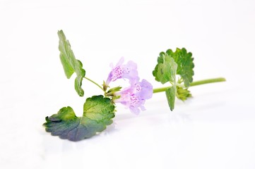 Bluszczyk kurdybanek Glechoma hederacea