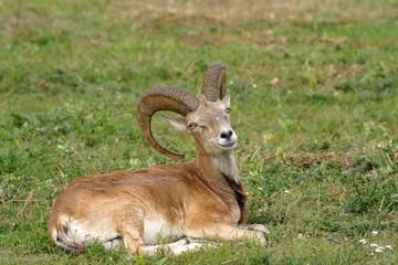 Mountain goat