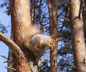 Squirrel.