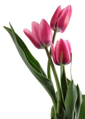 posy of multicolor tulips close up isolated
