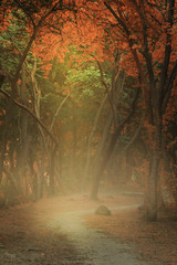  Warm colorful autumn forest in a misty morning