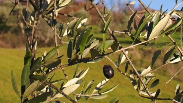 Rami di ulivo con olive