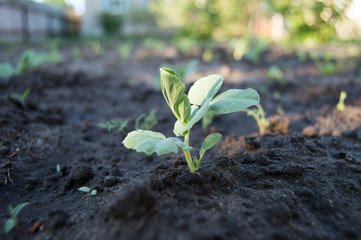 green sprout pea in the garden in spring