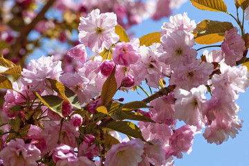Detail of Japanese Pink Cherry Blossom Sakura Tree