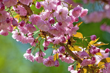 Detail of Japanese Pink Cherry Blossom Sakura Tree