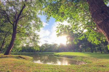 The perfect tree and sunset in park