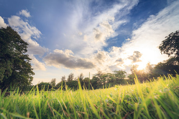 The perfect tree and sunset in park