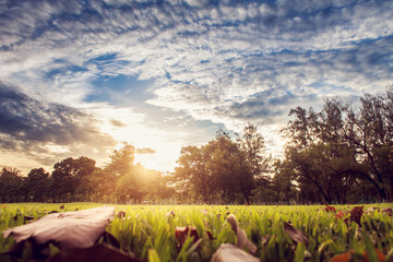 The perfect tree and sunset in park
