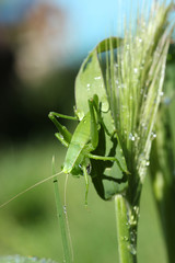 Grasshopper on wheat