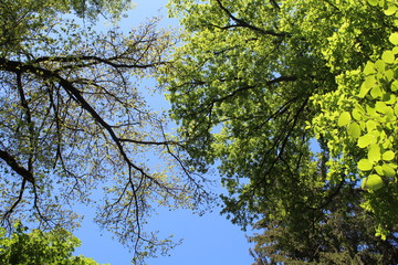 Blick in Baumkronen