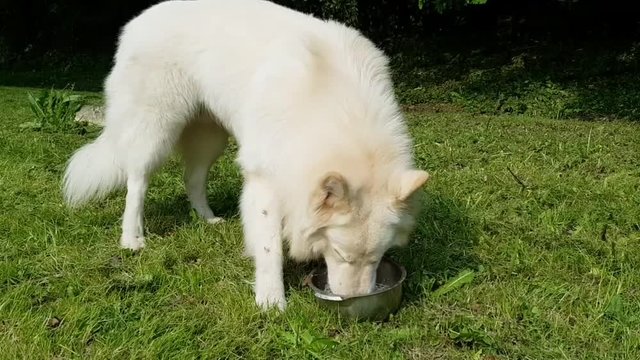 le chien &agrave; soif!! 