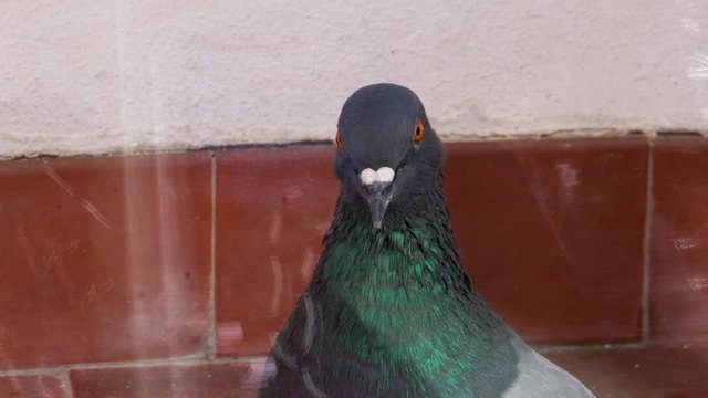 Colombo in primo piano