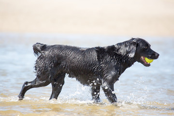 Schwarzer Hund spielt mit Ball am Meer
