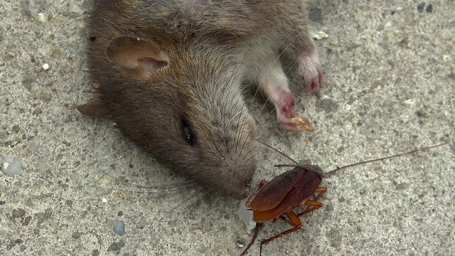 Dead rat with a huge cockroach