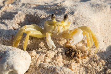 Gelber Krebs am Karibik-Strand (Curacao)