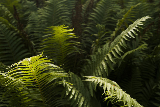 Ferns in a sunbeam