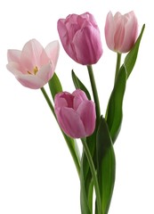 posy of multicolor tulips close up isolated