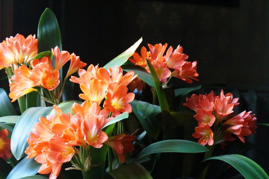 Clivia in bloom