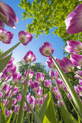 colorful tulips are in full bloom and directed towards the sun with their beautiful colors against a blue sky