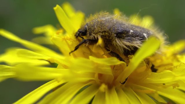 4k Beetle Gathers Pollen On Yellow Dandelion