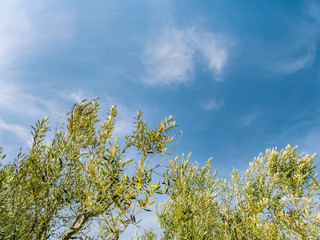 小豆島 オリーブ園