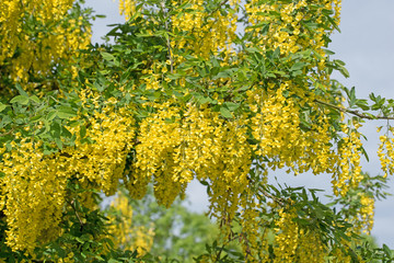 Blühender Goldregen, Laburnum