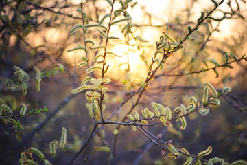 Flowering willow in sunlight. Branch with buds in springtime on natural blurred background