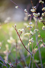 Flowering pussy willow branch on natural blurred background close-up