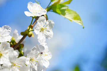 Flowers bloom on a branch of cherry against blue sky