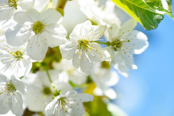 Flowers bloom on a branch of cherry against blue sky